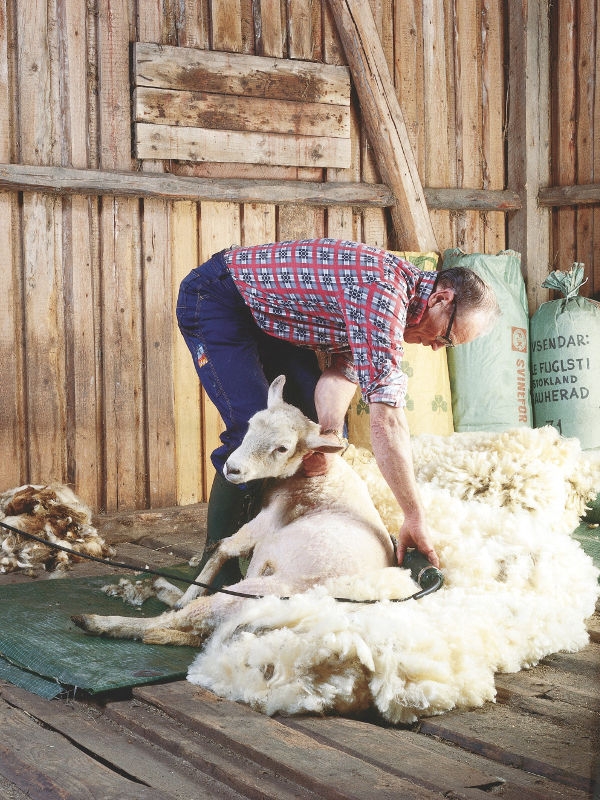Norwegian Sheep